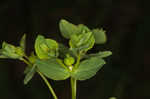 Warty spurge